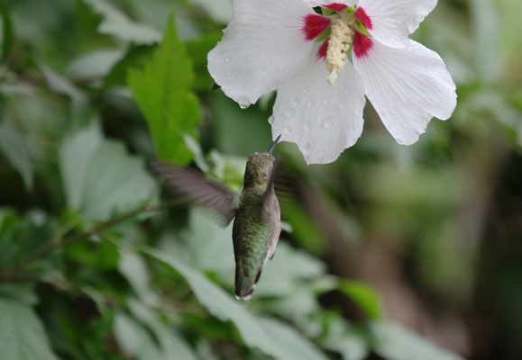 Calypte anna - Anna's Hummingbird