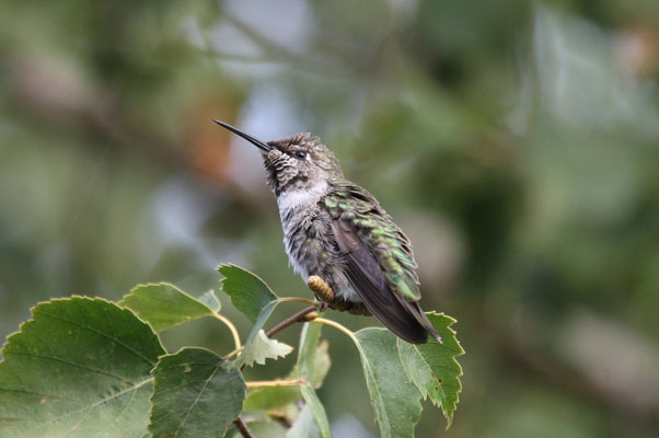 Calypte anna - Anna's Hummingbird