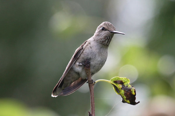 Calypte anna - Anna's Hummingbird