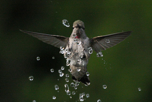 Calypte anna - Anna's Hummingbird