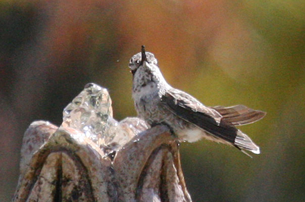 Calypte anna - Anna's Hummingbird