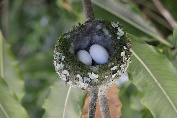 Calypte anna - Anna's Hummingbird