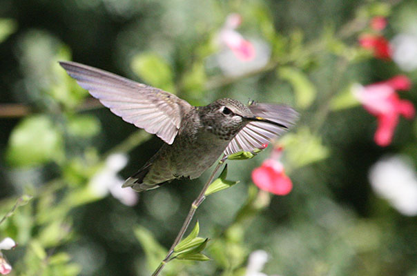 Calypte anna - Anna's Hummingbird