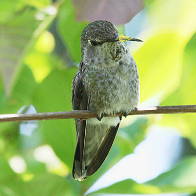 Calypte anna - Anna's Hummingbird