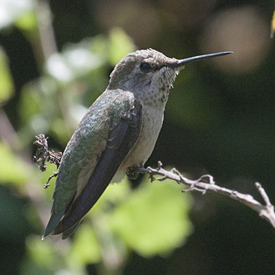 Calypte anna - Anna's Hummingbird