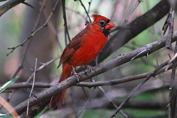 Cardinalis cardinalis - The Northern Cardinal