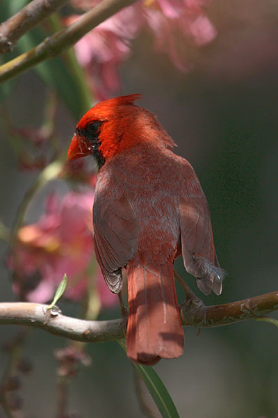 Cardinalis cardinalis - The Northern Cardinal