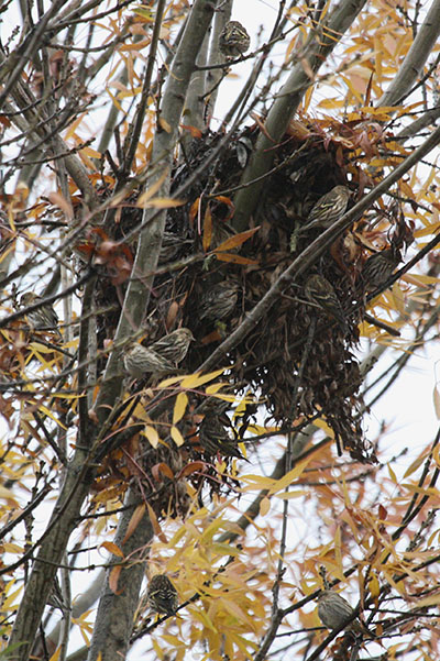 Carduelis pinus - The Pine Siskin