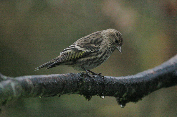 Carduelis pinus - The Pine Siskin