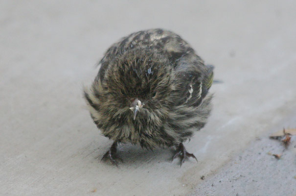 Carduelis pinus - The Pine Siskin