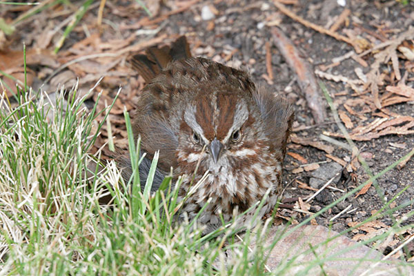 Carduelis pinus - The Pine Siskin