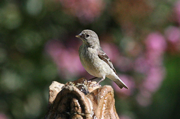 Carduelis psaltria - The Lesser Goldfinch