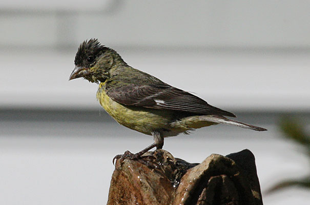 Carduelis psaltria - The Lesser Goldfinch