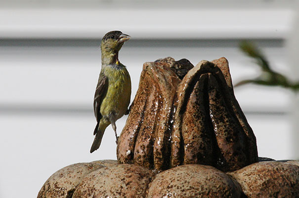 Carduelis psaltria - The Lesser Goldfinch