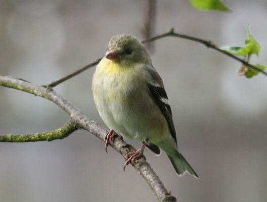 Carduelis tristis - The American Goldfinch