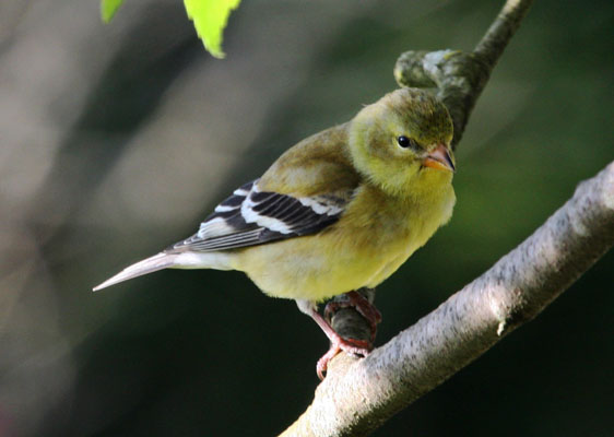 Carduelis tristis - The American Goldfinch