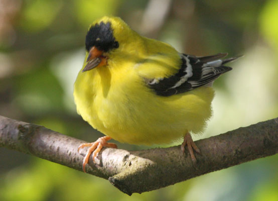 Carduelis tristis - The American Goldfinch