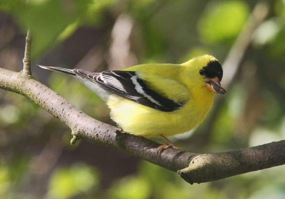 Carduelis tristis - The American Goldfinch