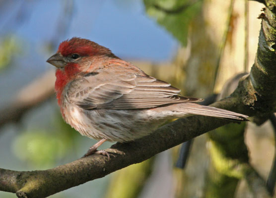 Carpodacus mexicanus - The House Finch