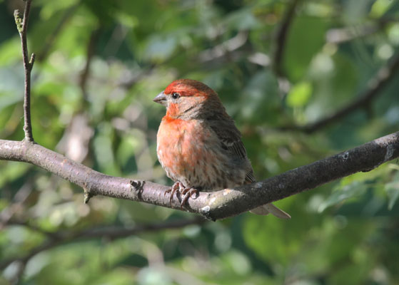 Carpodacus mexicanus - The House Finch