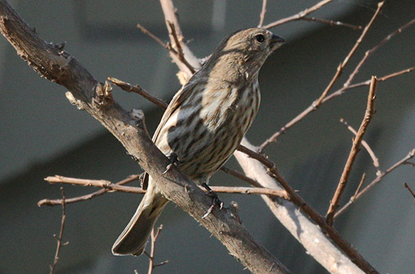 Carpodacus mexicanus - The House Finch