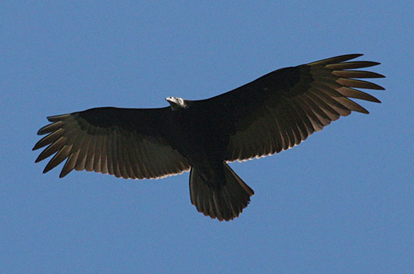 Cathartes aura -The Turkey Vulture