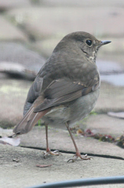 Catharus guttatus - The Hermit Thrush