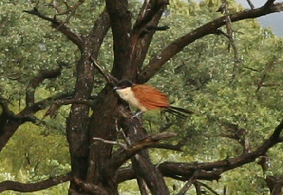 Centropus burchelli - Burchell's Coucal