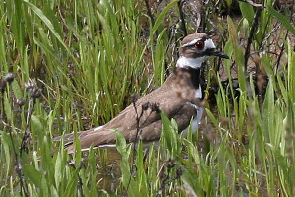 Charadrius vociferus - The Killdeer