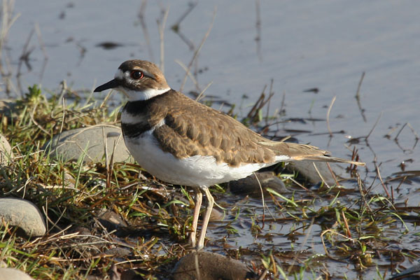 Charadrius vociferus - The Killdeer