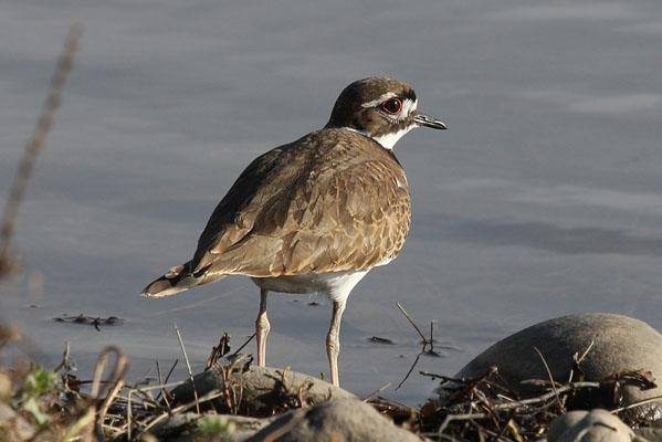 Charadrius vociferus - The Killdeer