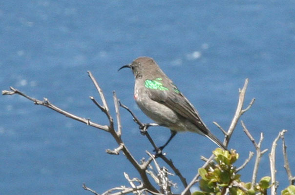 Cinnyris chalybeus - The Southern Double-collared Sunbird