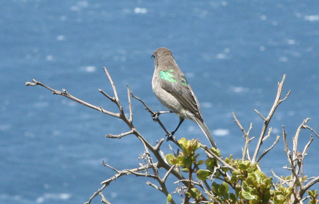 Cinnyris chalybeus - The Southern Double-collared Sunbird