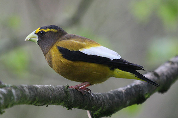 Coccothraustes vespertinus - The Evening Grosbeak