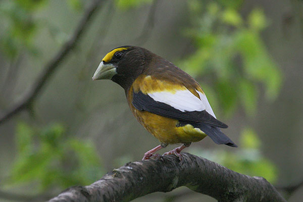 Coccothraustes vespertinus - The Evening Grosbeak