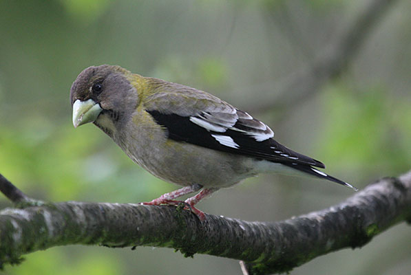 Coccothraustes vespertinus - The Evening Grosbeak