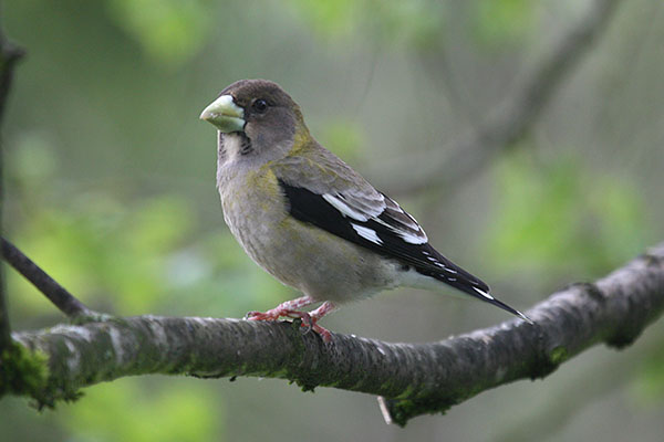 Coccothraustes vespertinus - The Evening Grosbeak