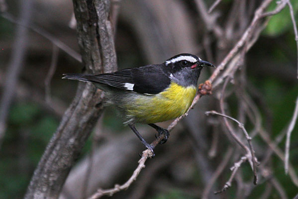 Coereba flaveola sanctithomae - The Bananaquit