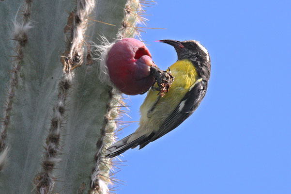 Coereba flaveola sanctithomae - The Bananaquit