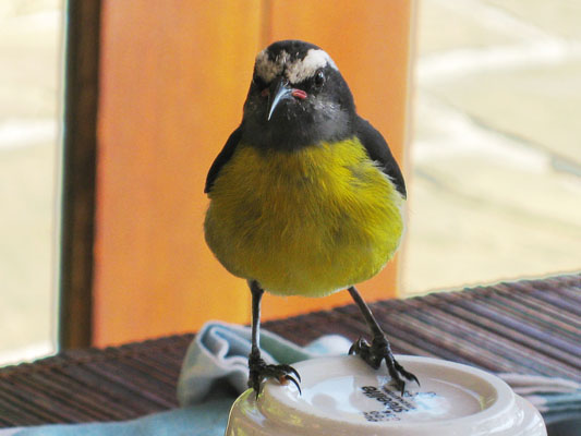 Coereba flaveola sanctithomae - The Bananaquit