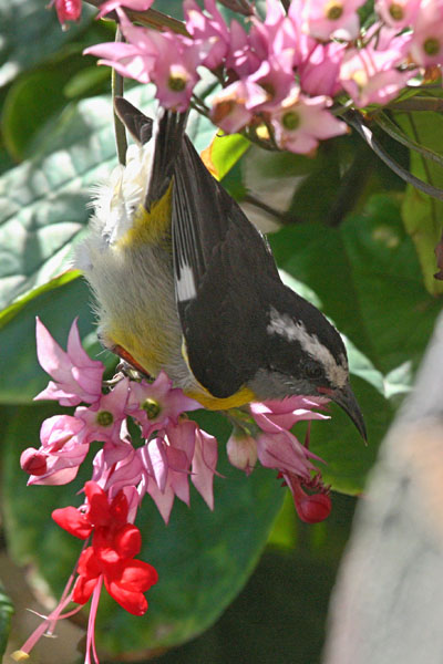 Coereba flaveola sanctithomae - The Bananaquit