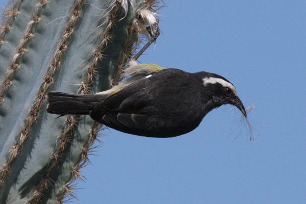 Coereba flaveola sanctithomae - The Bananaquit