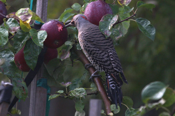 Colaptes auratus cafer - The Northern Flicker