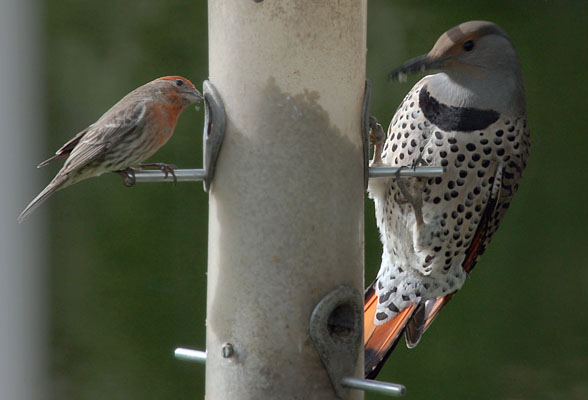 Colaptes auratus cafer- The Northern Flicker