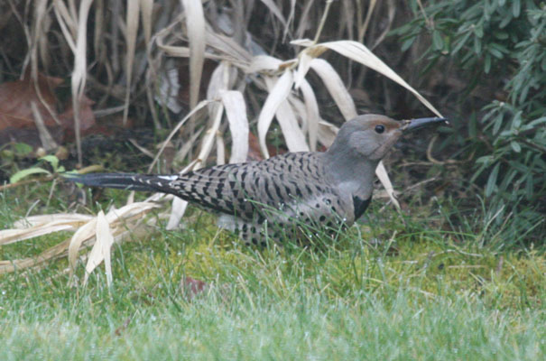 Colaptes auratus cafer - The Northern Flicker