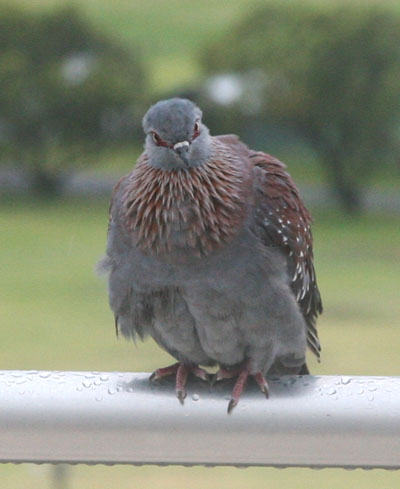 Columba guinea - The Speckled Pigeon