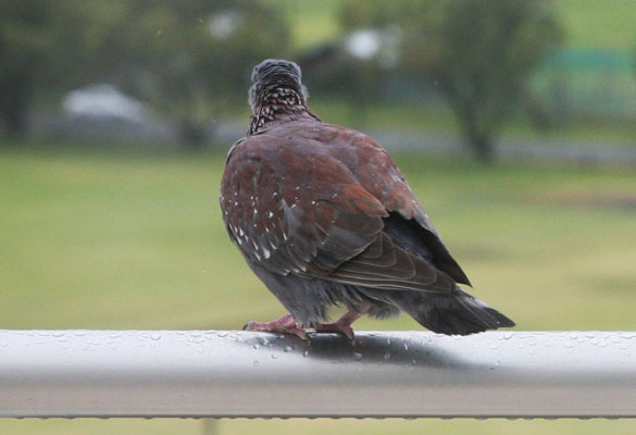 Columba guinea - The Speckled Pigeon