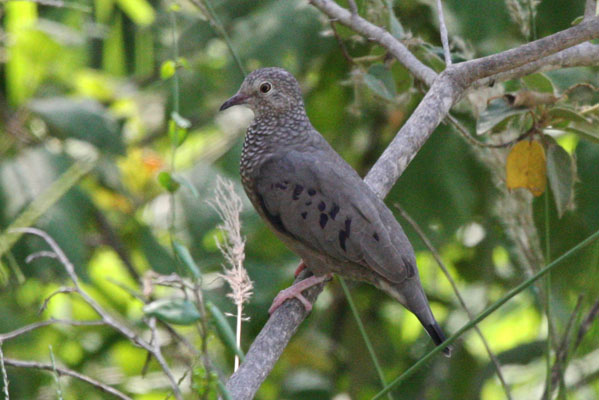 Columbina passerina - The Common Ground Dove