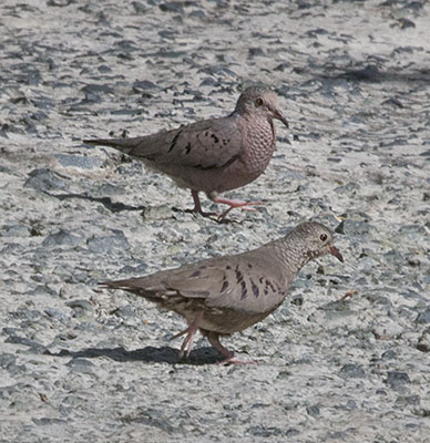 Columbina passerina - The Common Ground Dove