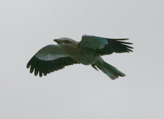 Coracias caudatus - The Lilac-breasted Roller